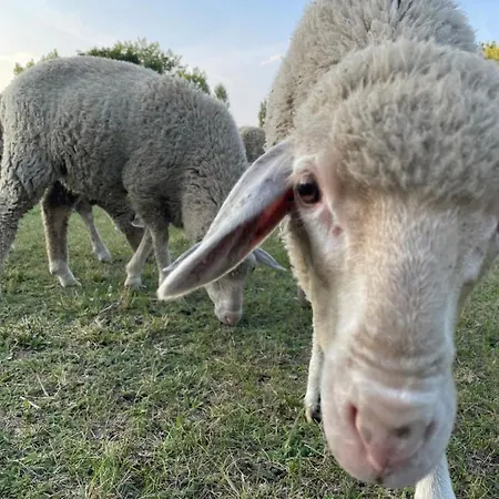 Дом отдыха Pelso Альшоэрш