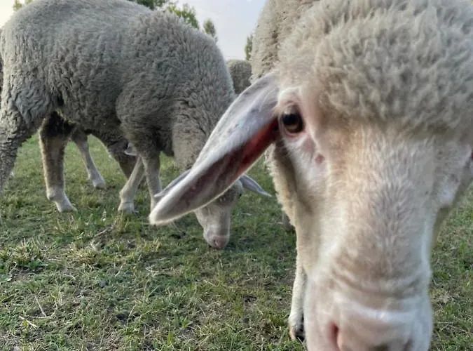 Nyaraló Pelso Alsóörs